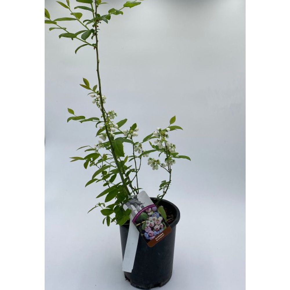 Alpha Nursery, Aurora Blueberry