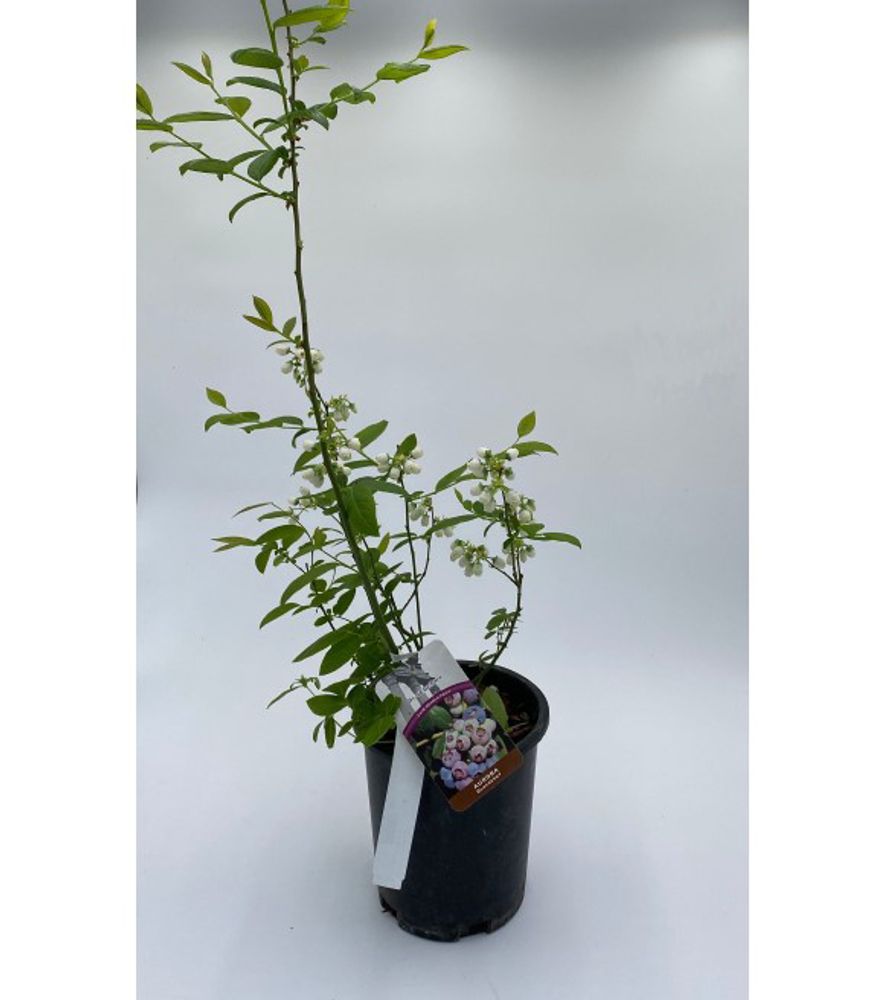 Alpha Nursery, Aurora Blueberry