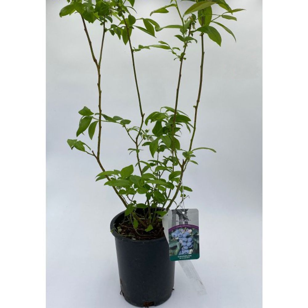 glass hanging planter BloomHaven Multi-Tier Glass Hanging Plant Propagation Station – Flowerri.com main image 1