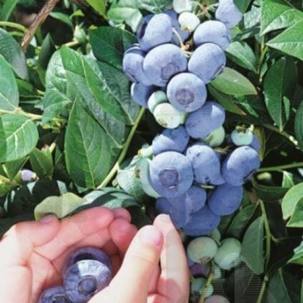 Alpha Nursery, Darrow Blueberry