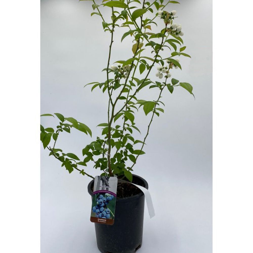 Alpha Nursery, Darrow Blueberry