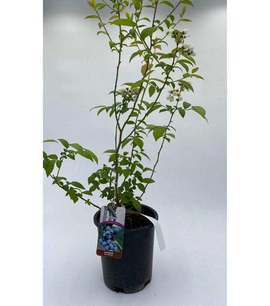 Alpha Nursery, Darrow Blueberry