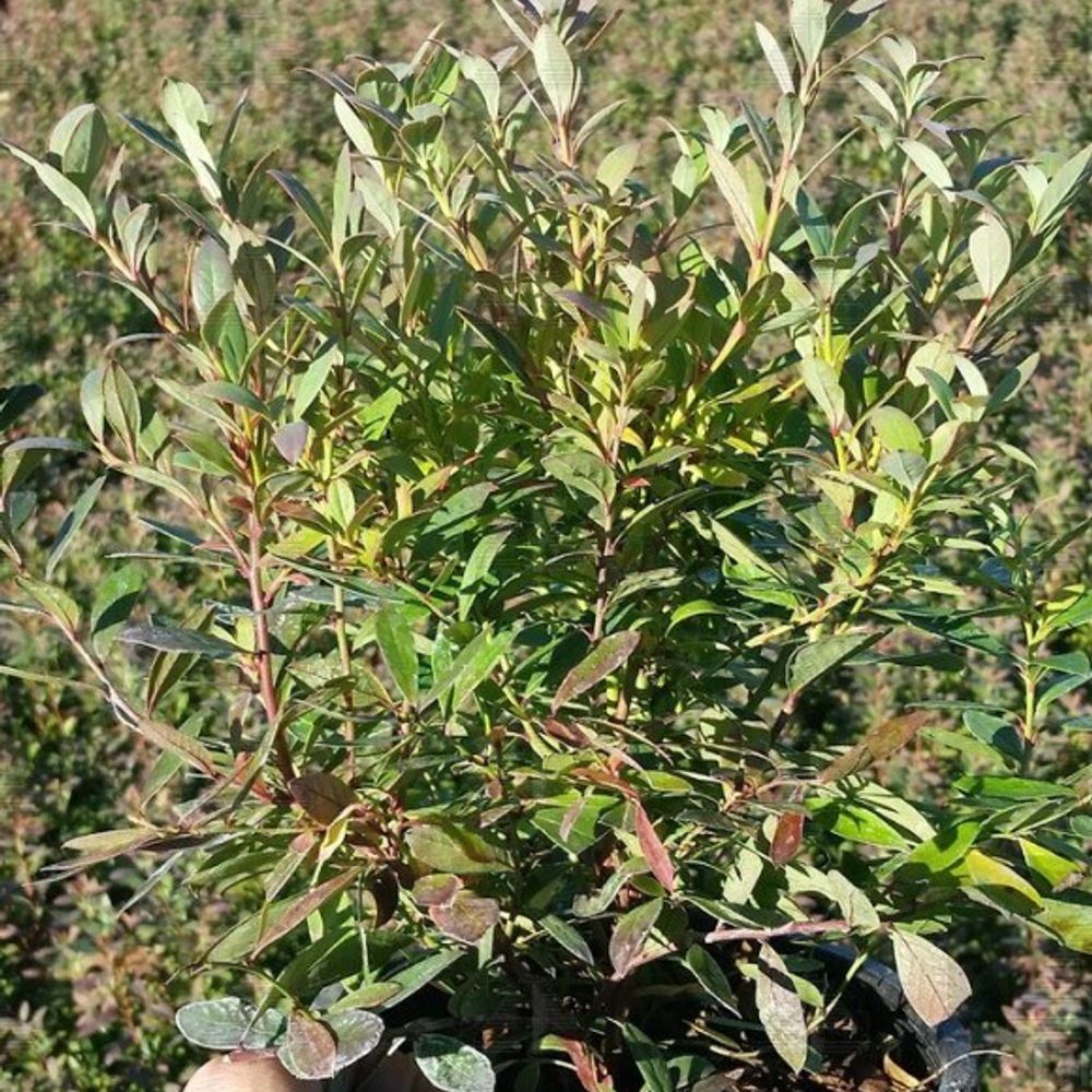 Alpha Nursery, Sunshine Blue Blueberry