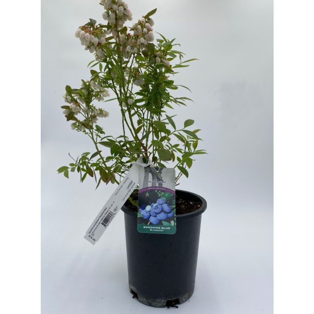 Alpha Nursery, Sunshine Blue Blueberry