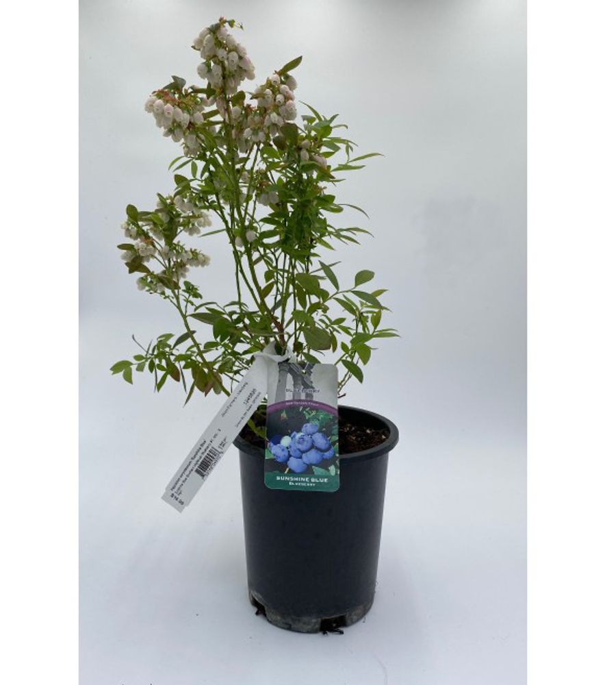 Alpha Nursery, Sunshine Blue Blueberry