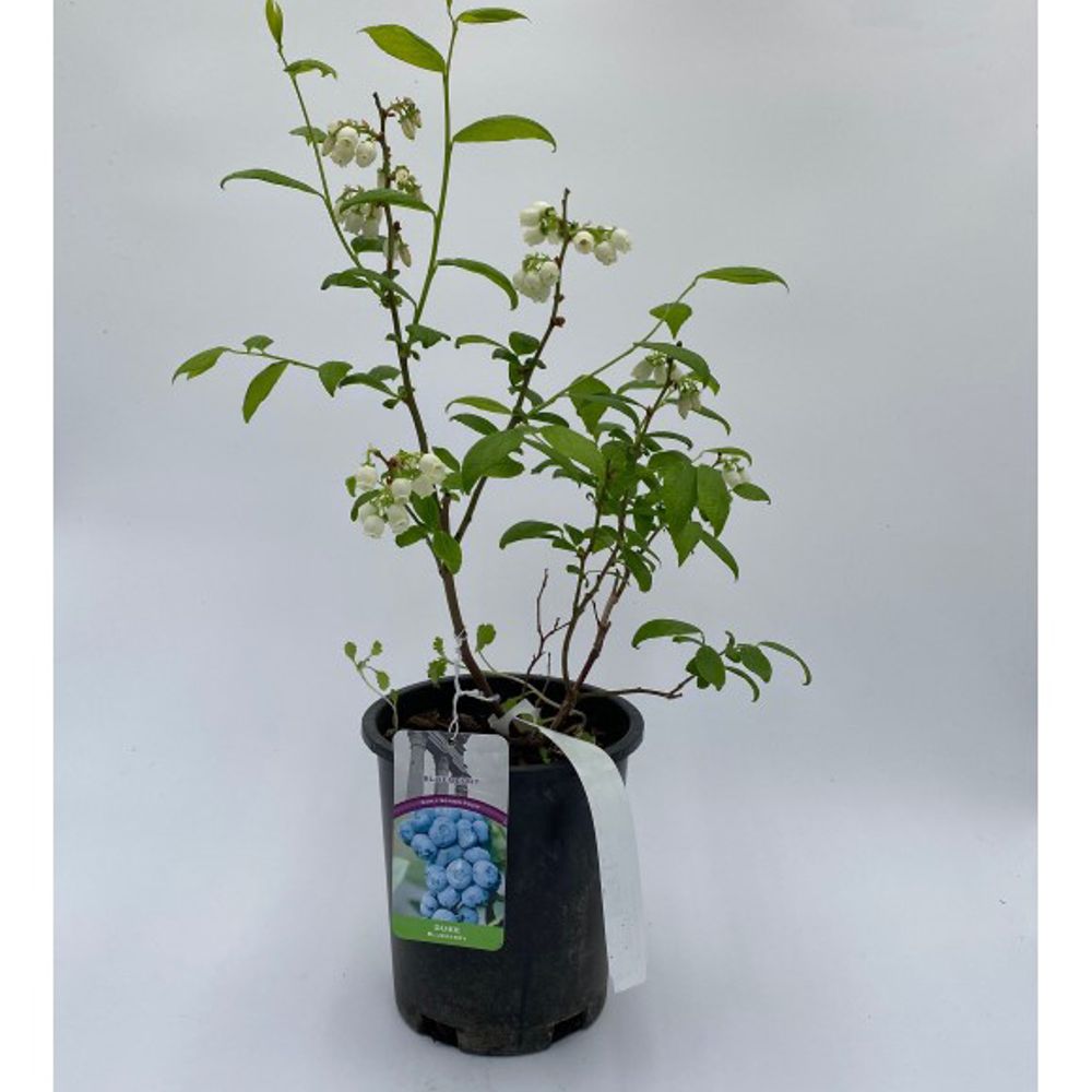 winterharter olivenbaum kaufen SONDERPREIS: Olivenbaum Olive 160-180 cm dicker Stamm beste Qualität w –  Blumen-Senf® main image 1