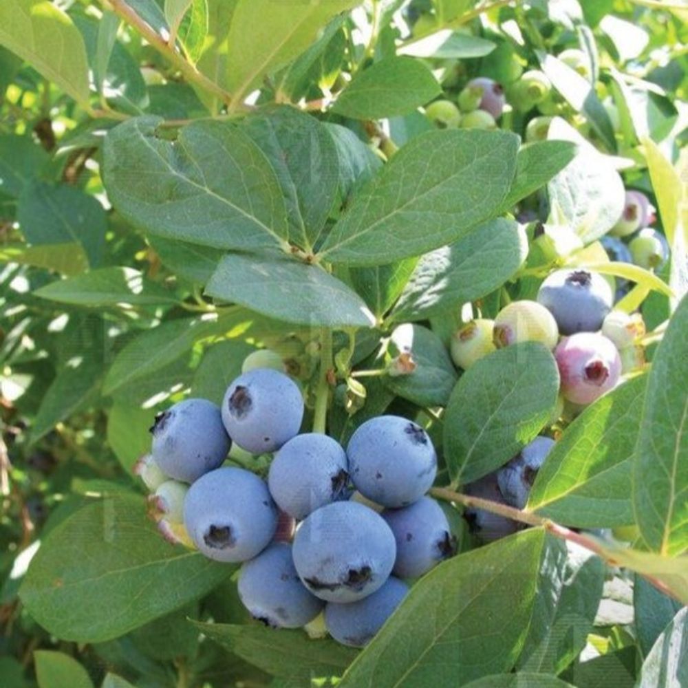Alpha Nursery, Jewel Blueberry