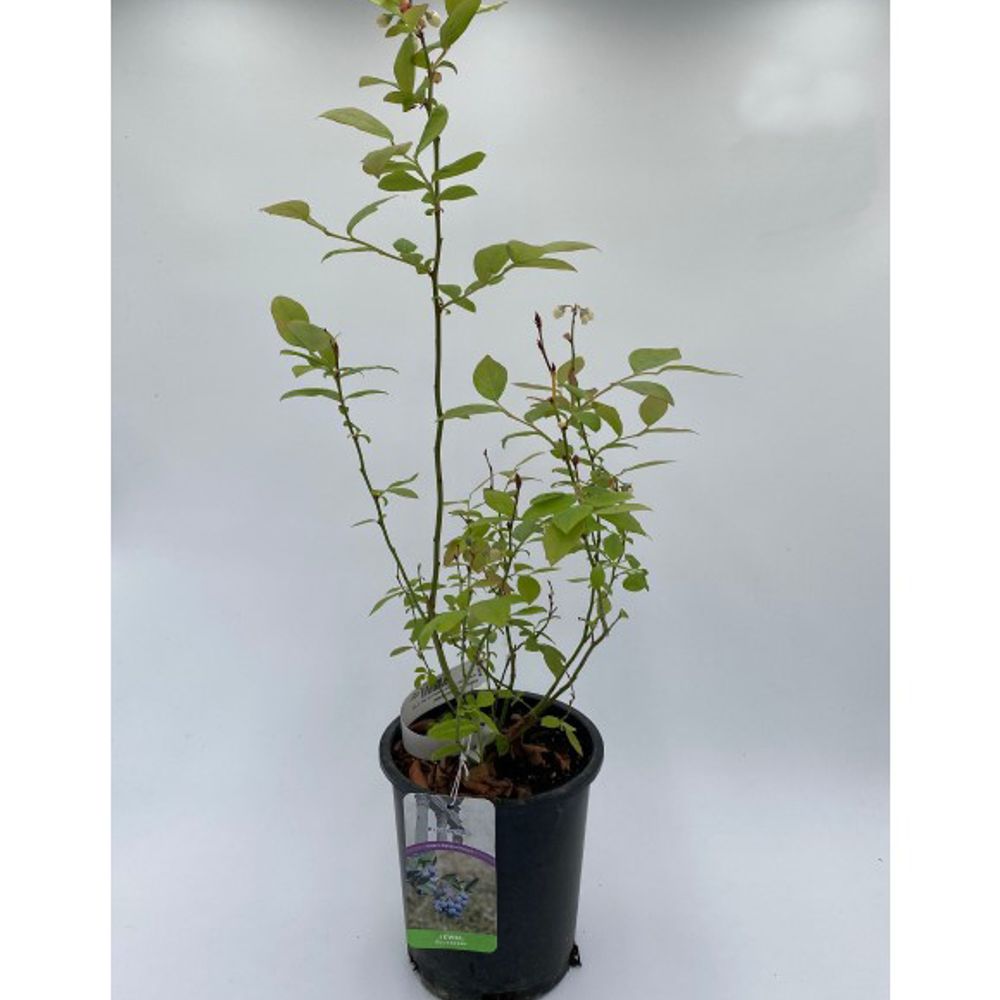 Alpha Nursery, Jewel Blueberry