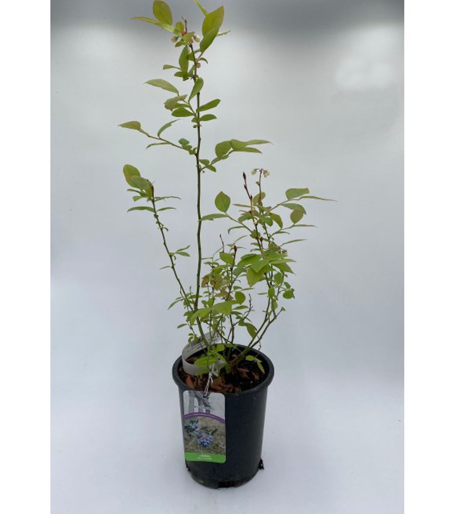 Alpha Nursery, Jewel Blueberry
