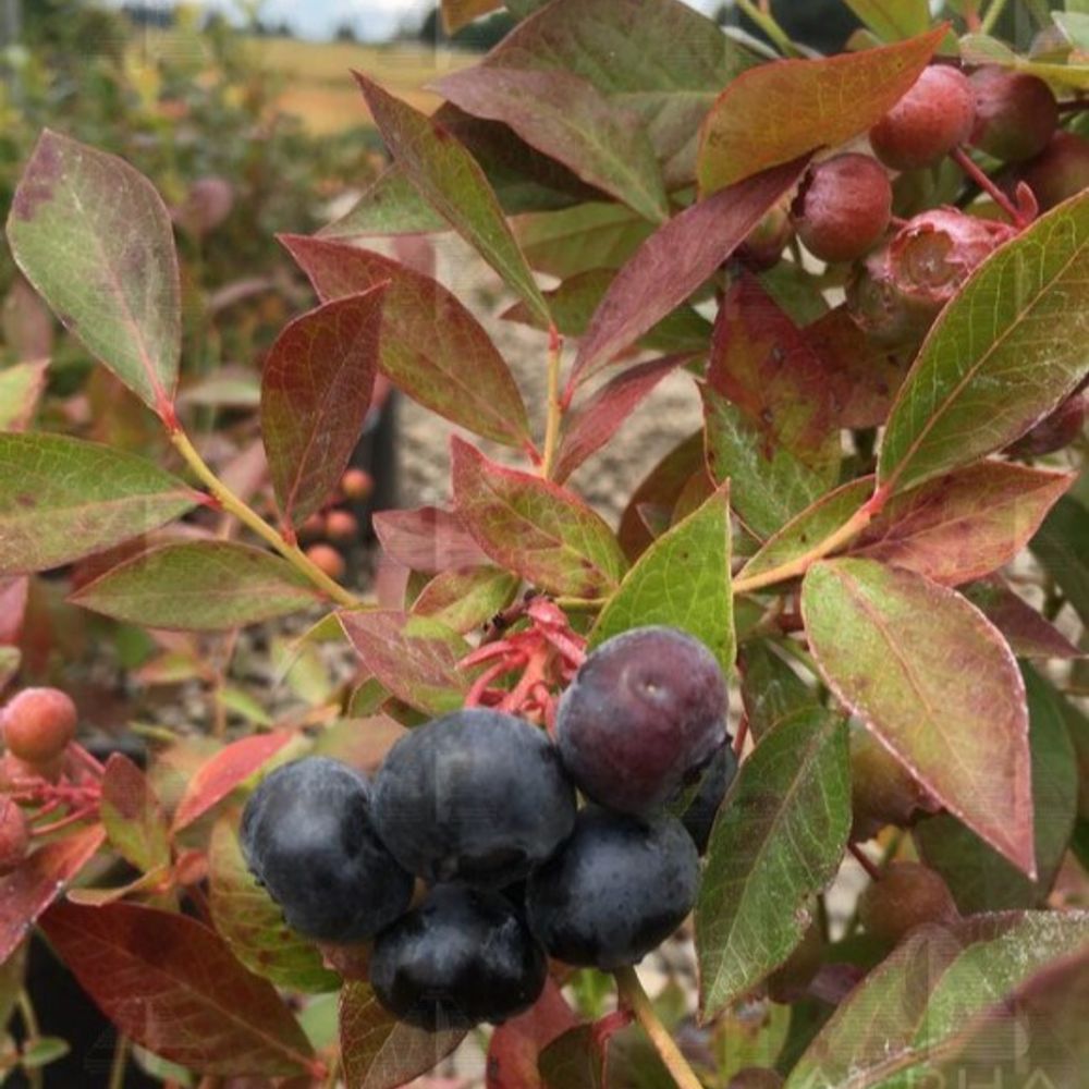 Alpha Nursery, Legacy Blueberry