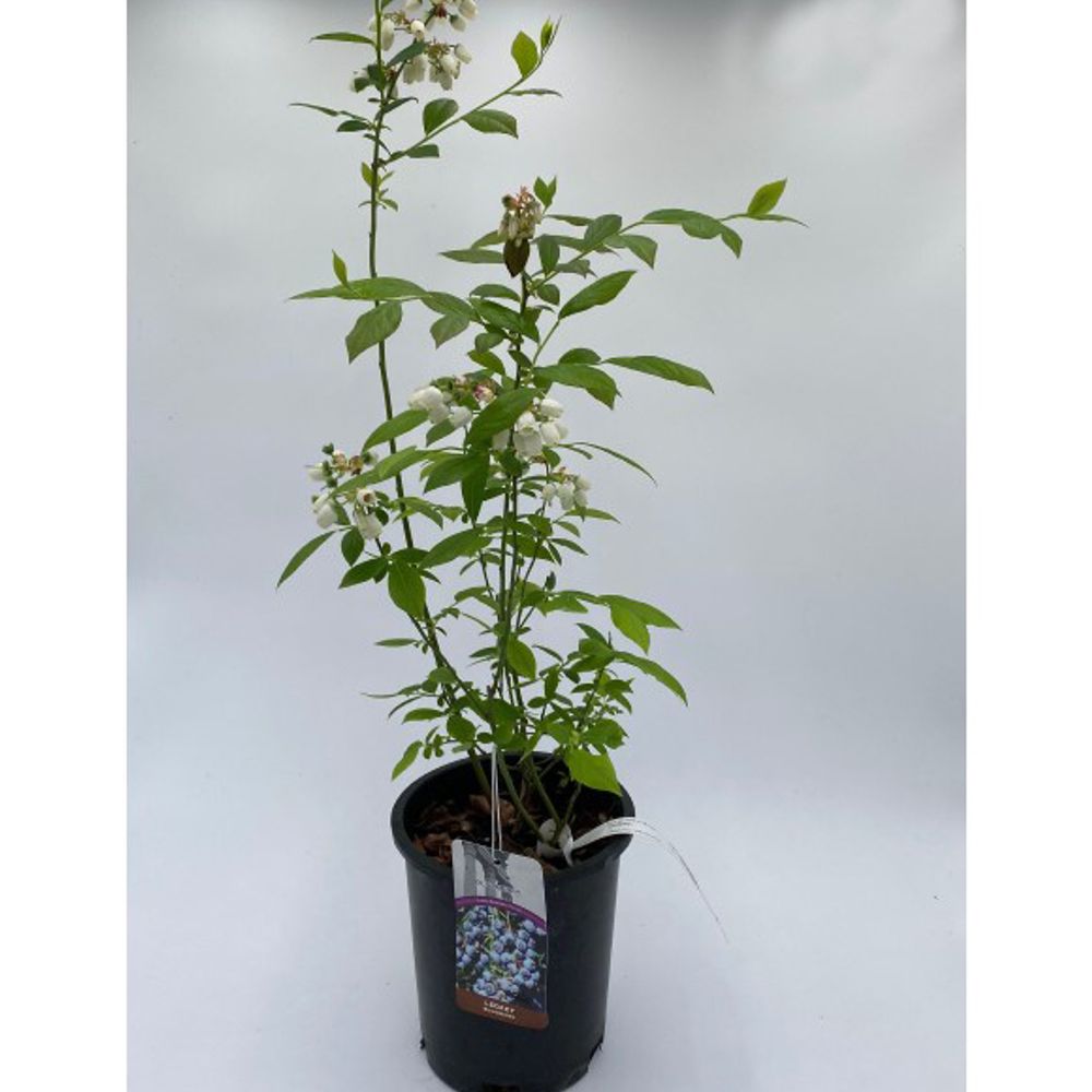 Alpha Nursery, Legacy Blueberry