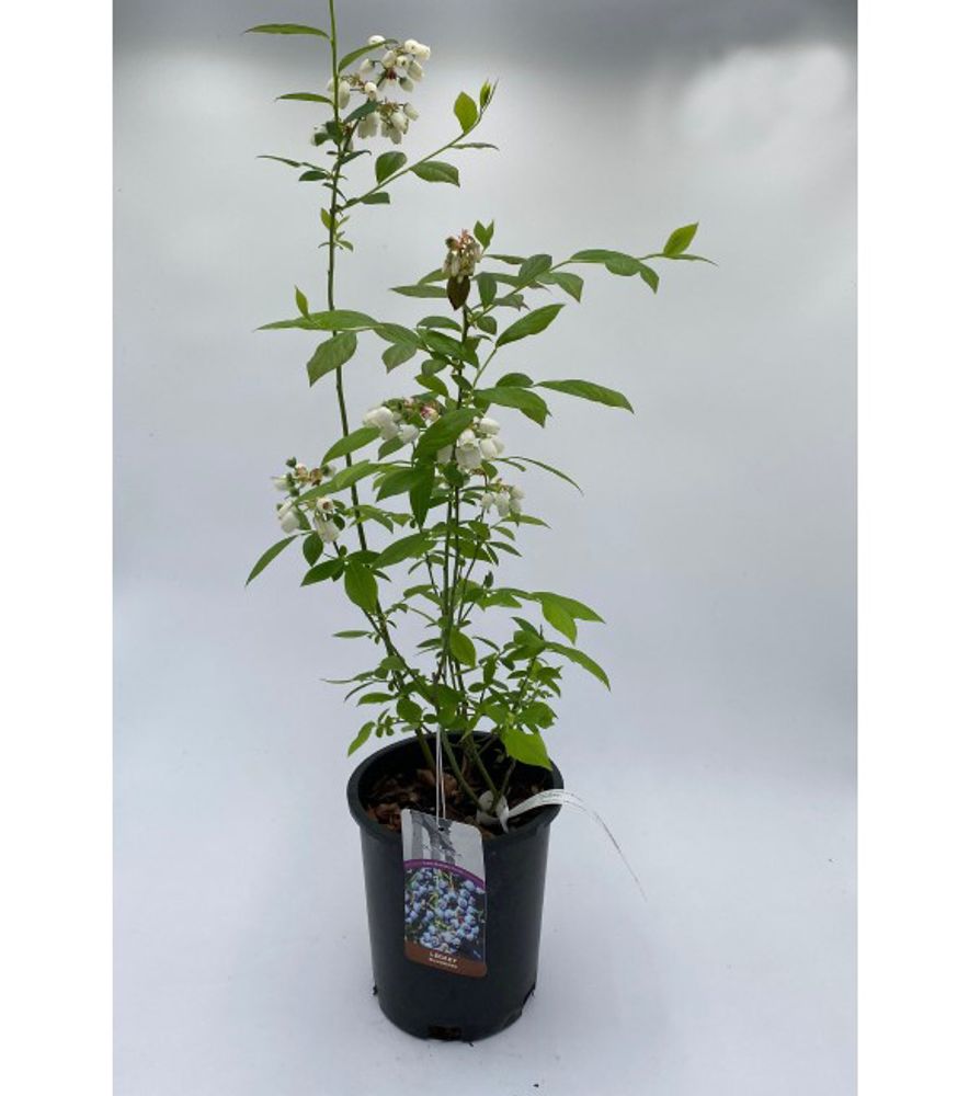 Alpha Nursery, Legacy Blueberry