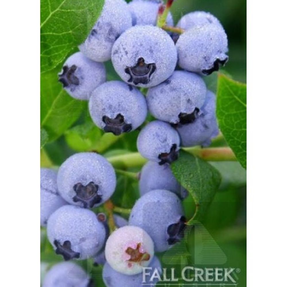 Alpha Nursery, Northland Blueberry
