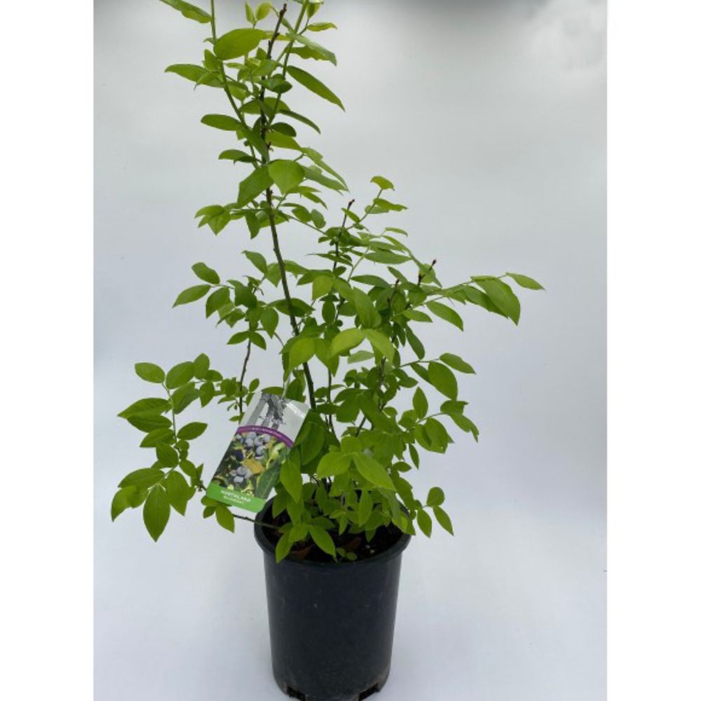 Alpha Nursery, Northland Blueberry