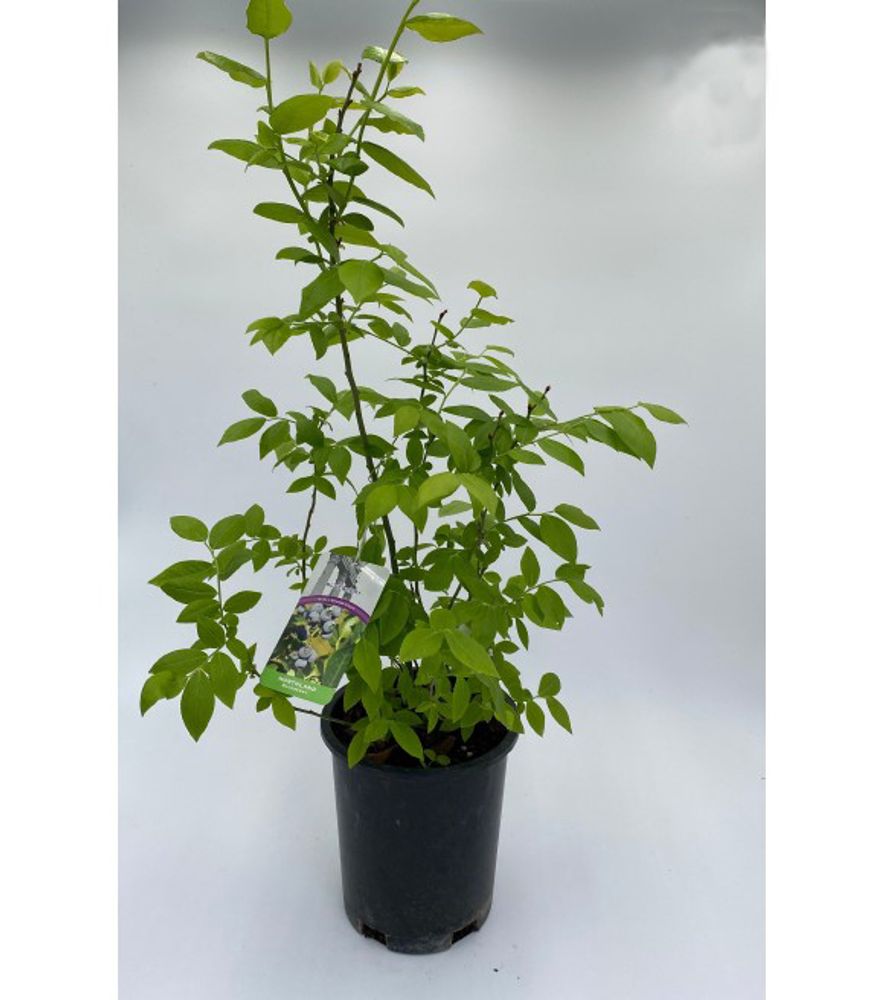 Alpha Nursery, Northland Blueberry