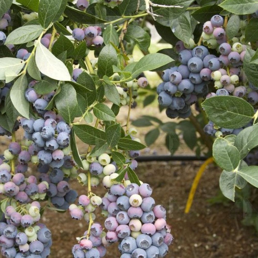 Alpha Nursery, Reka Blueberry
