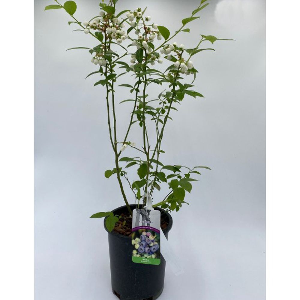 Alpha Nursery, Reka Blueberry