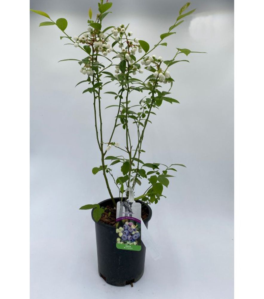 Alpha Nursery, Reka Blueberry