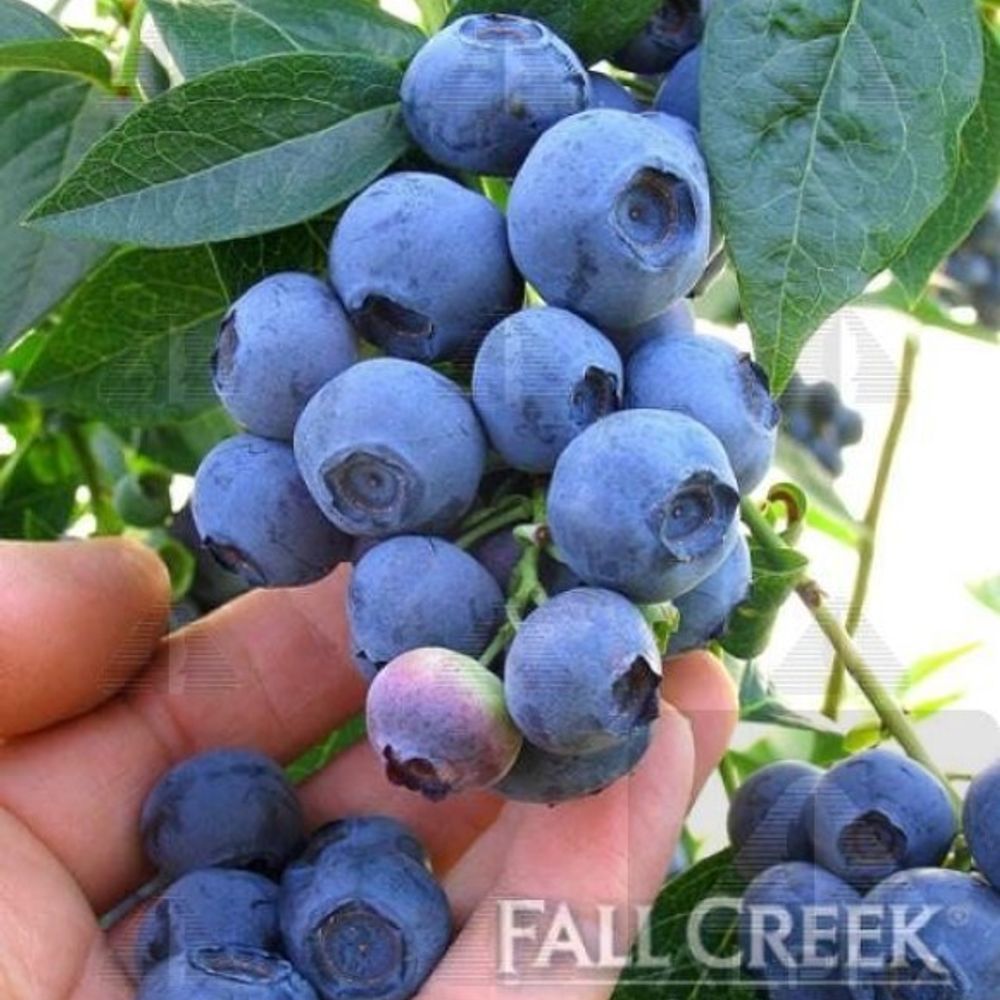 Alpha Nursery, Spartan Blueberry