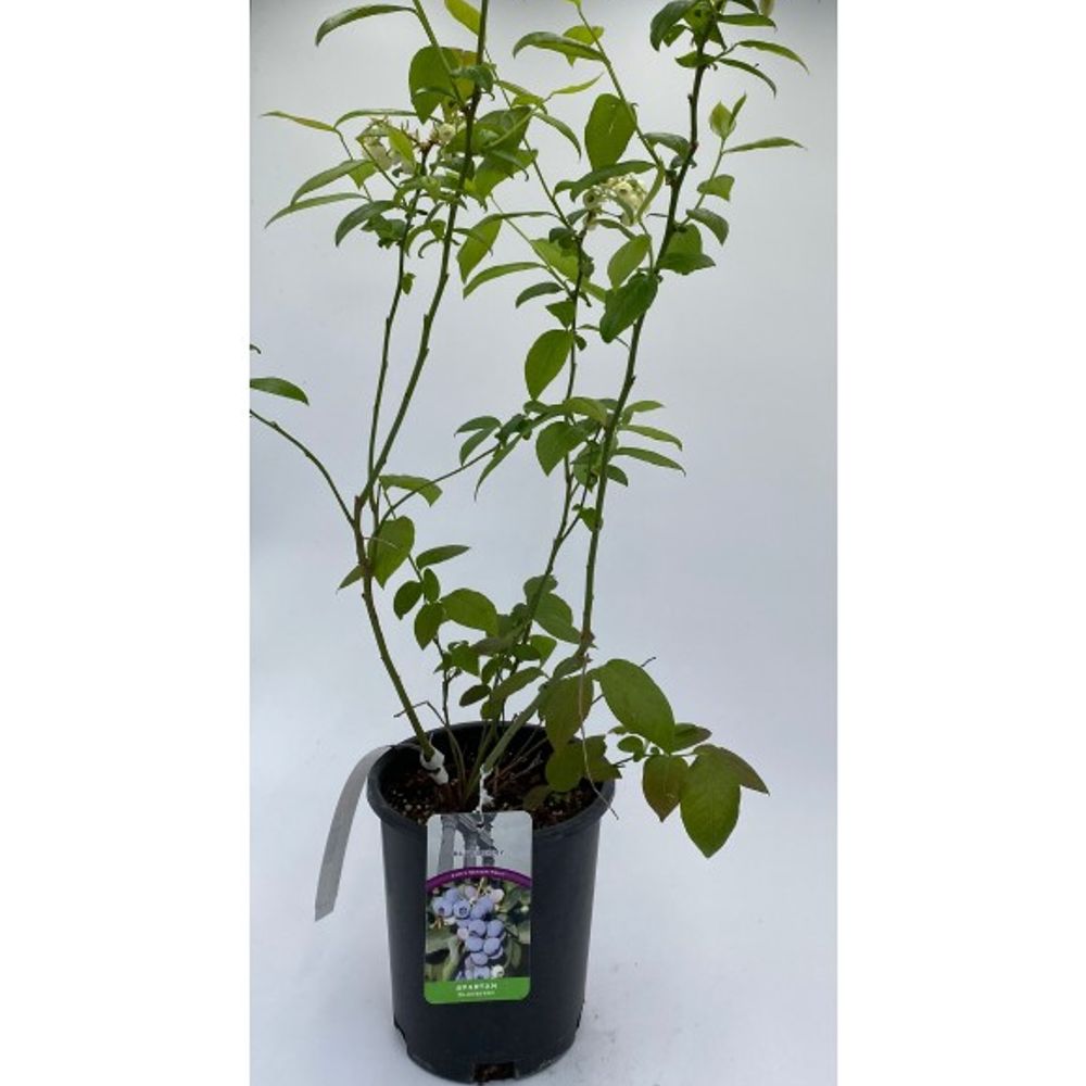 Alpha Nursery, Spartan Blueberry