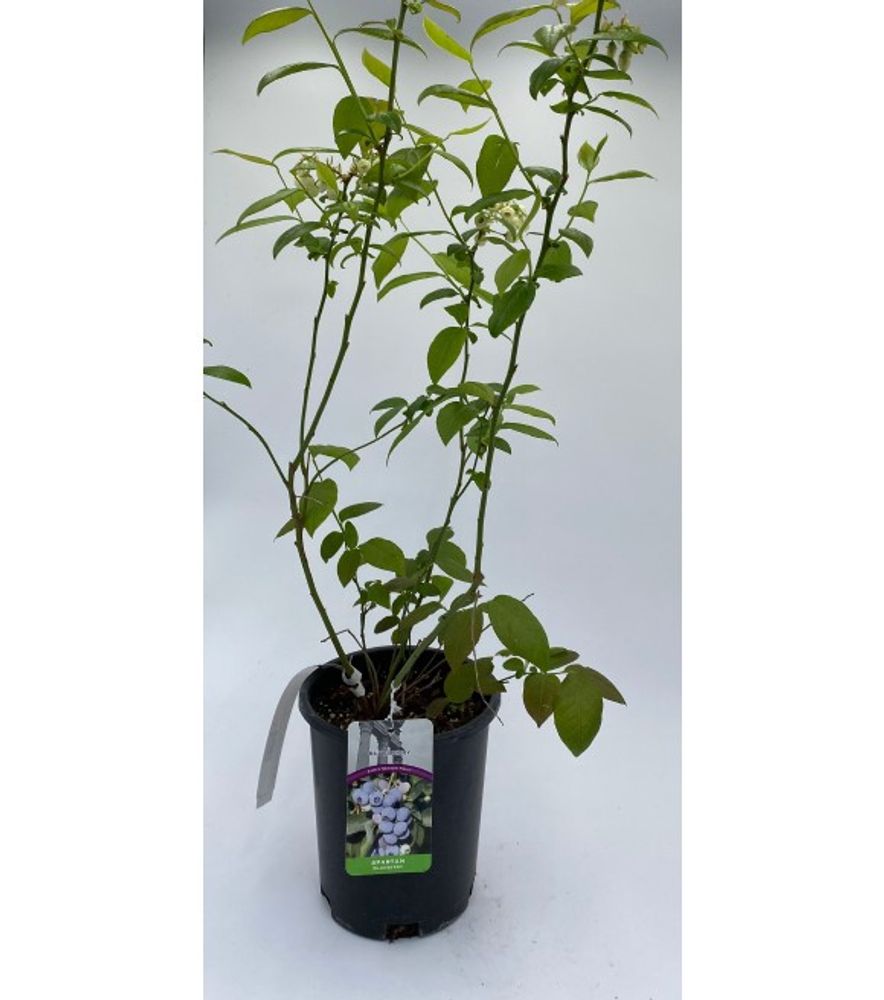 Alpha Nursery, Spartan Blueberry