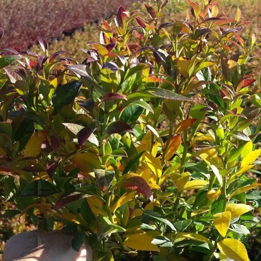 Alpha Nursery, Top Hat Blueberry