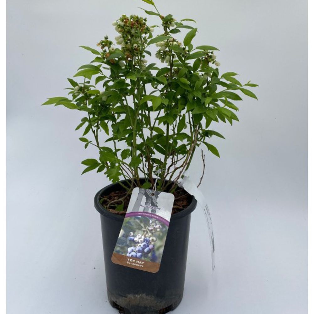 Alpha Nursery, Top Hat Blueberry