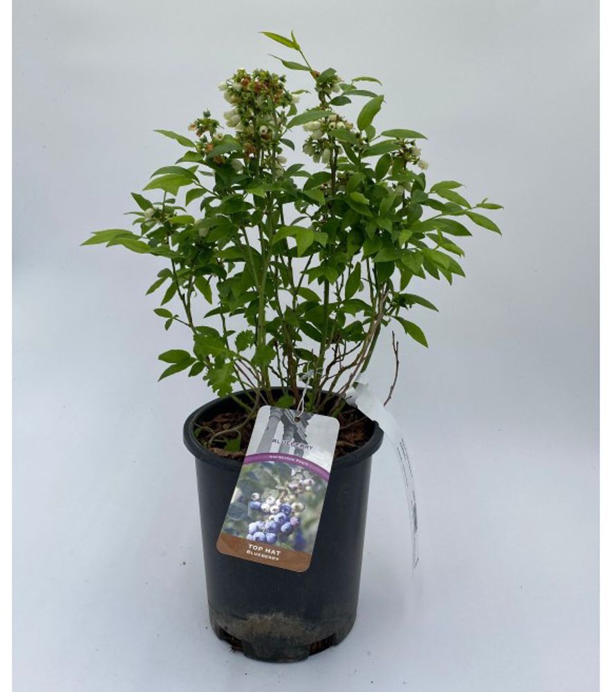 Alpha Nursery, Top Hat Blueberry