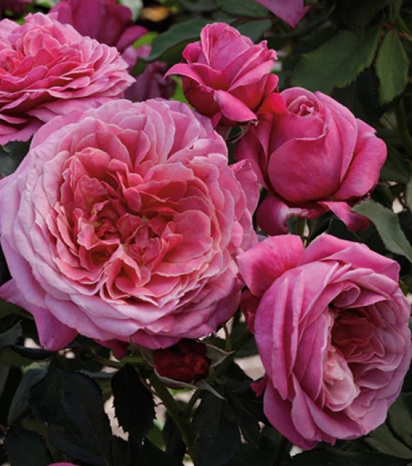 Weeks Roses | Wilco Farm Stores