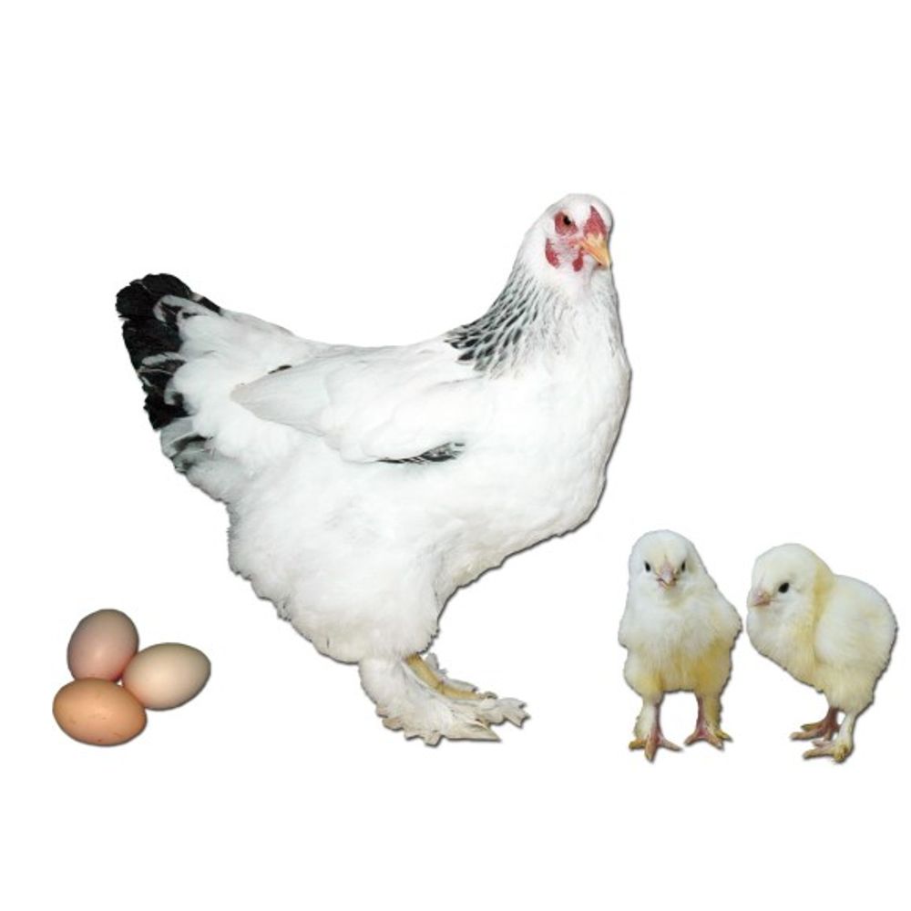 Light Brahma Pullet