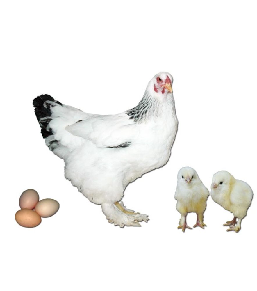 Light Brahma Pullet