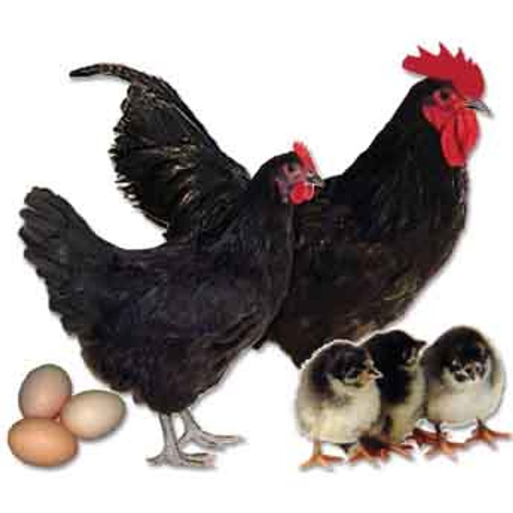 Black Australorp  Pullet