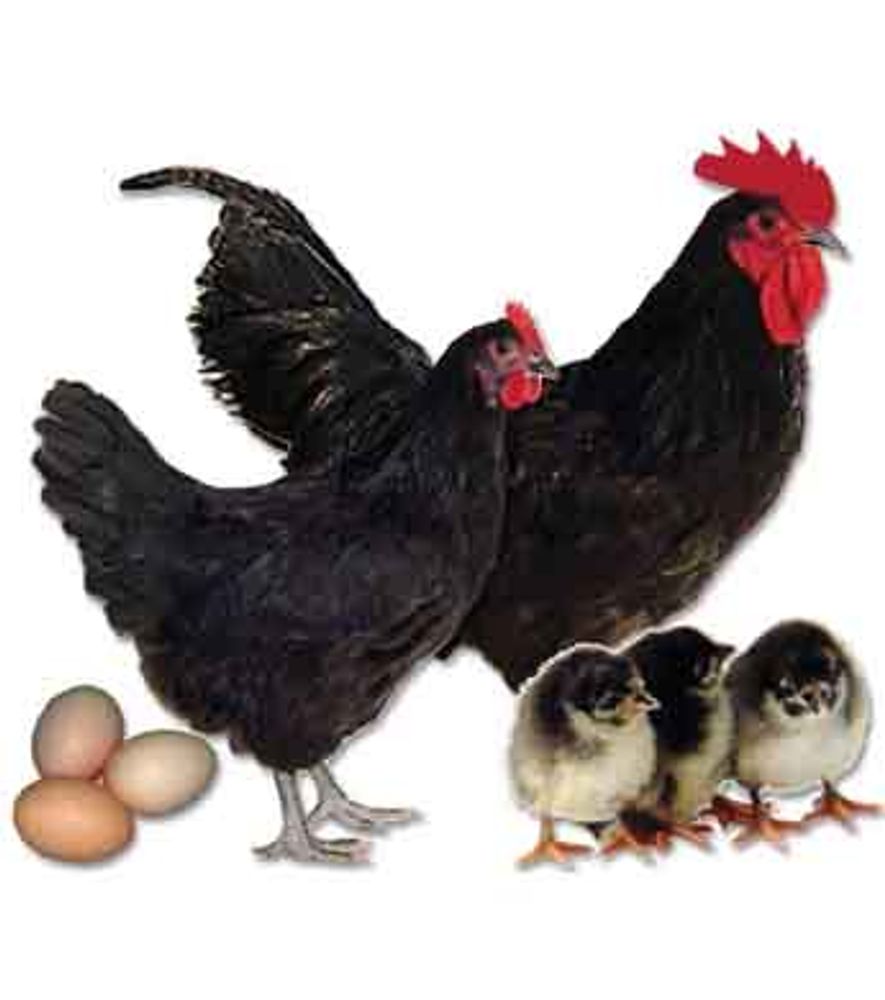 Black Australorp Pullet