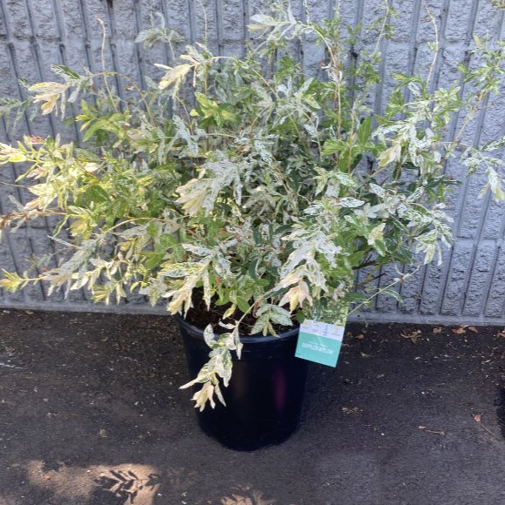 Hakuro Nishiki Dappled Willow Shrub, 5 gal 