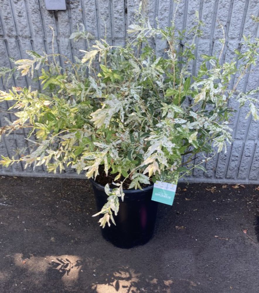 Hakuro Nishiki Dappled Willow Shrub, 5 gal