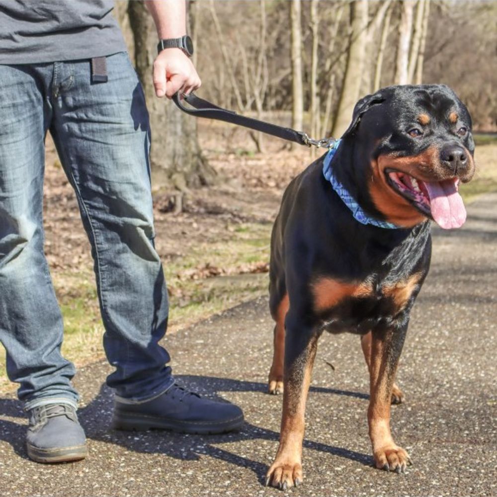 Coastal Pet Products, Double-Ply Traffic Dog Leash