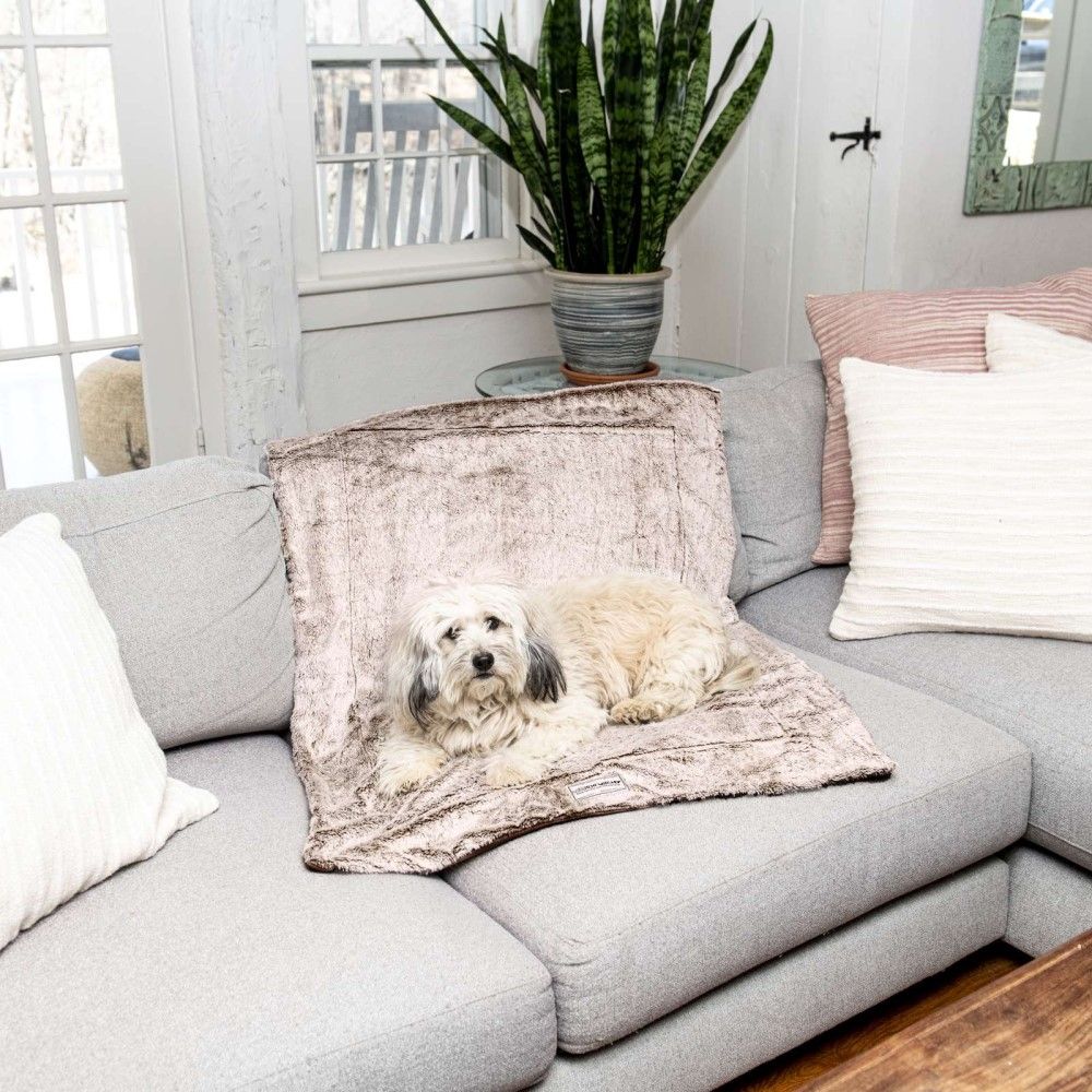 Dog Gone Smart, Itchy Witchy Chocolate Truffle Blanket