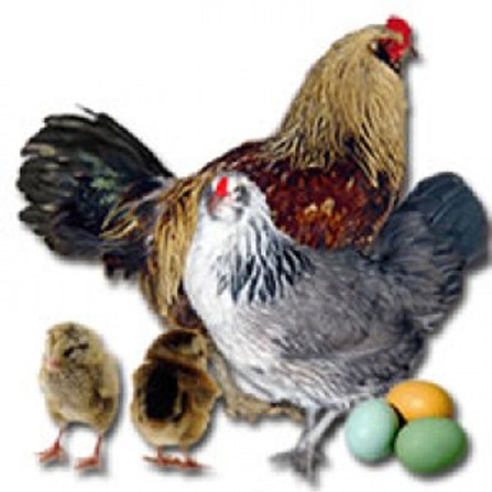 Americana Pullet