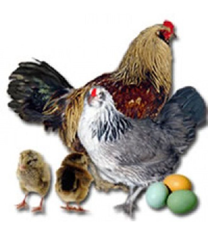 Americana Pullet