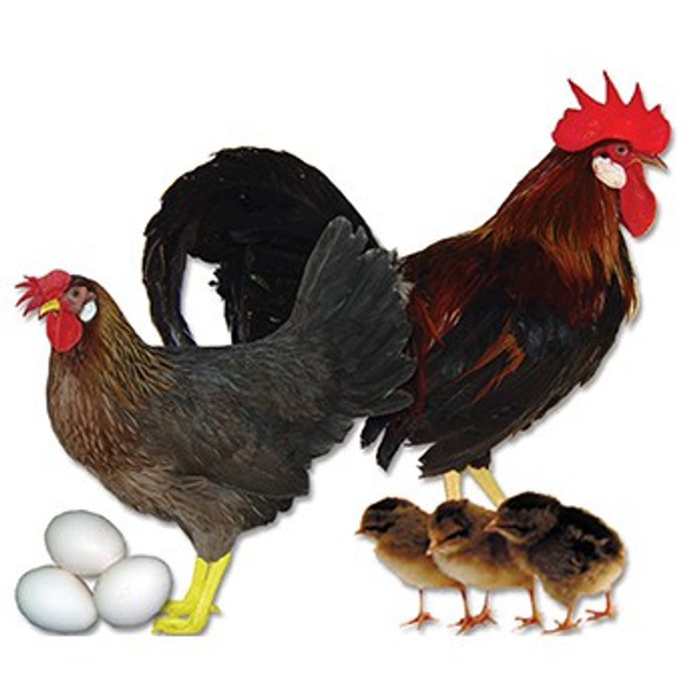 Brown Leghorn Pullet