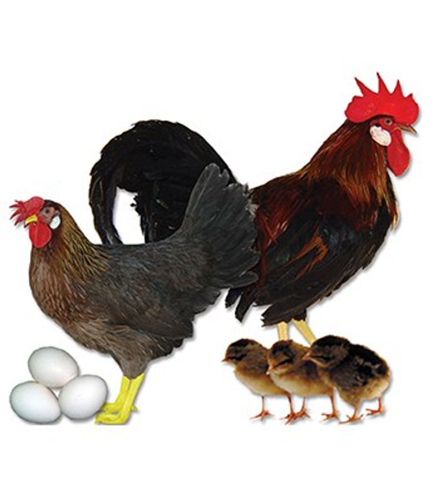 Brown Leghorn Pullet