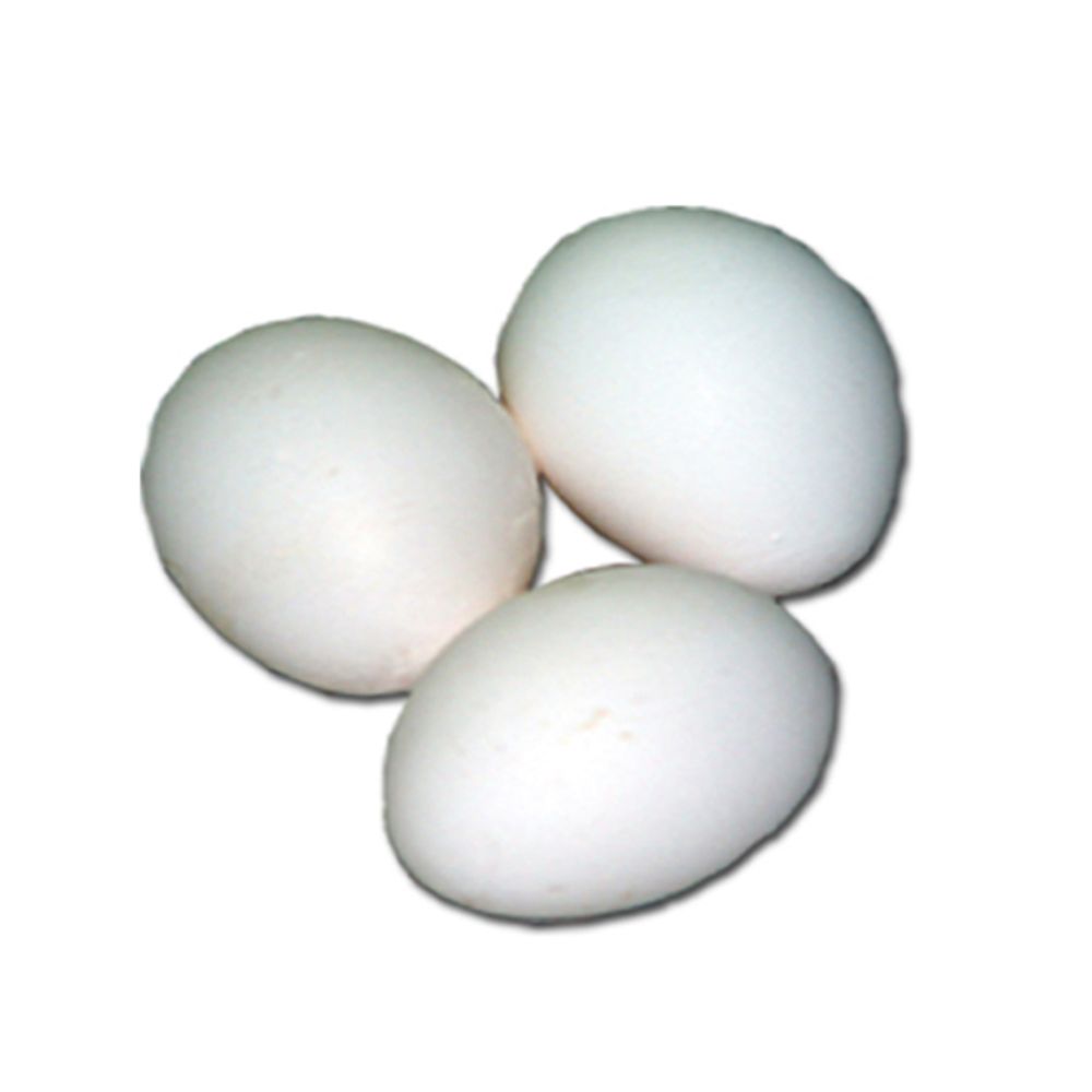 Brown Leghorn Pullet