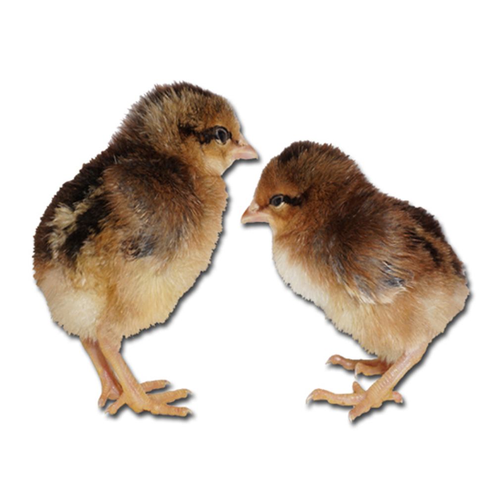 Brown Leghorn Pullet