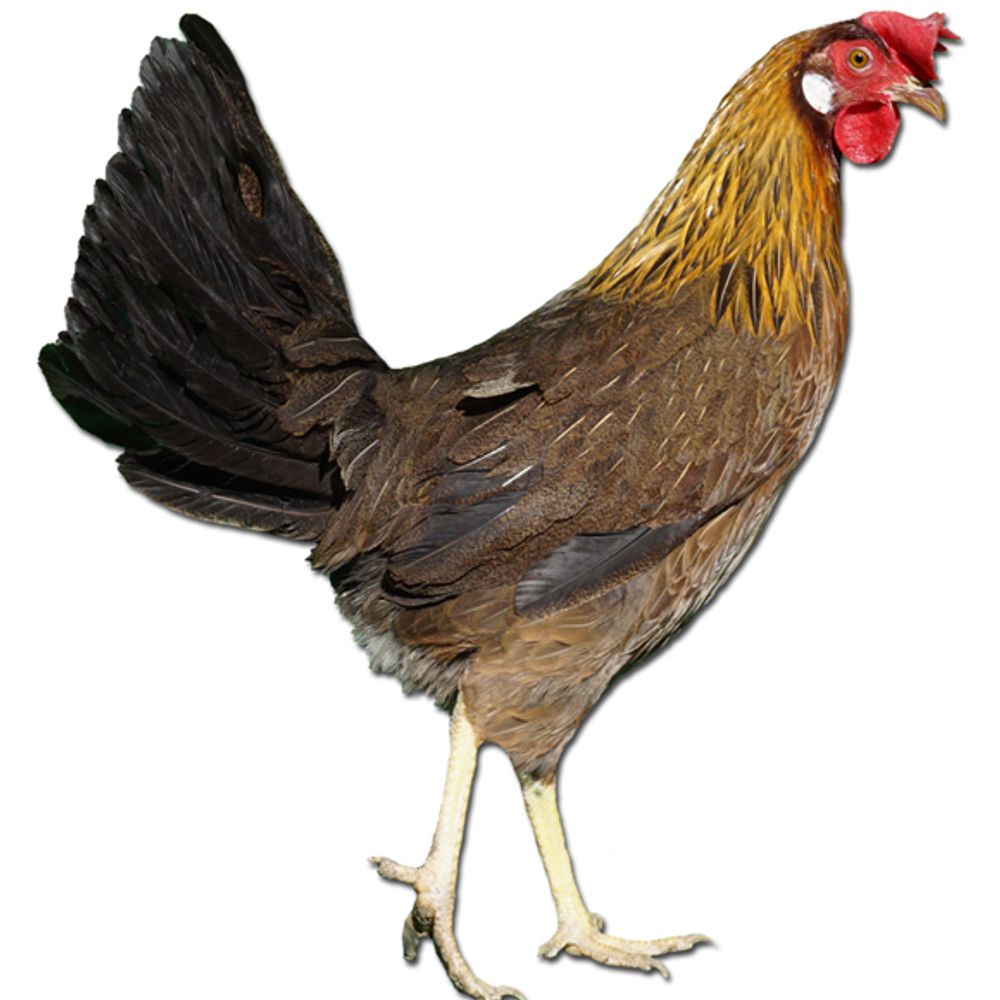 Brown Leghorn Pullet