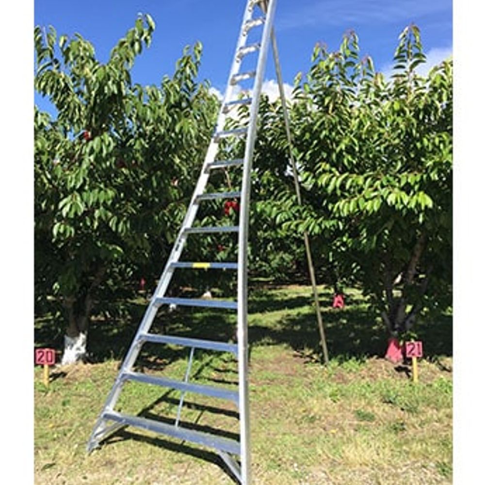 Ladder King, 14' Aluminum Orchard Ladder