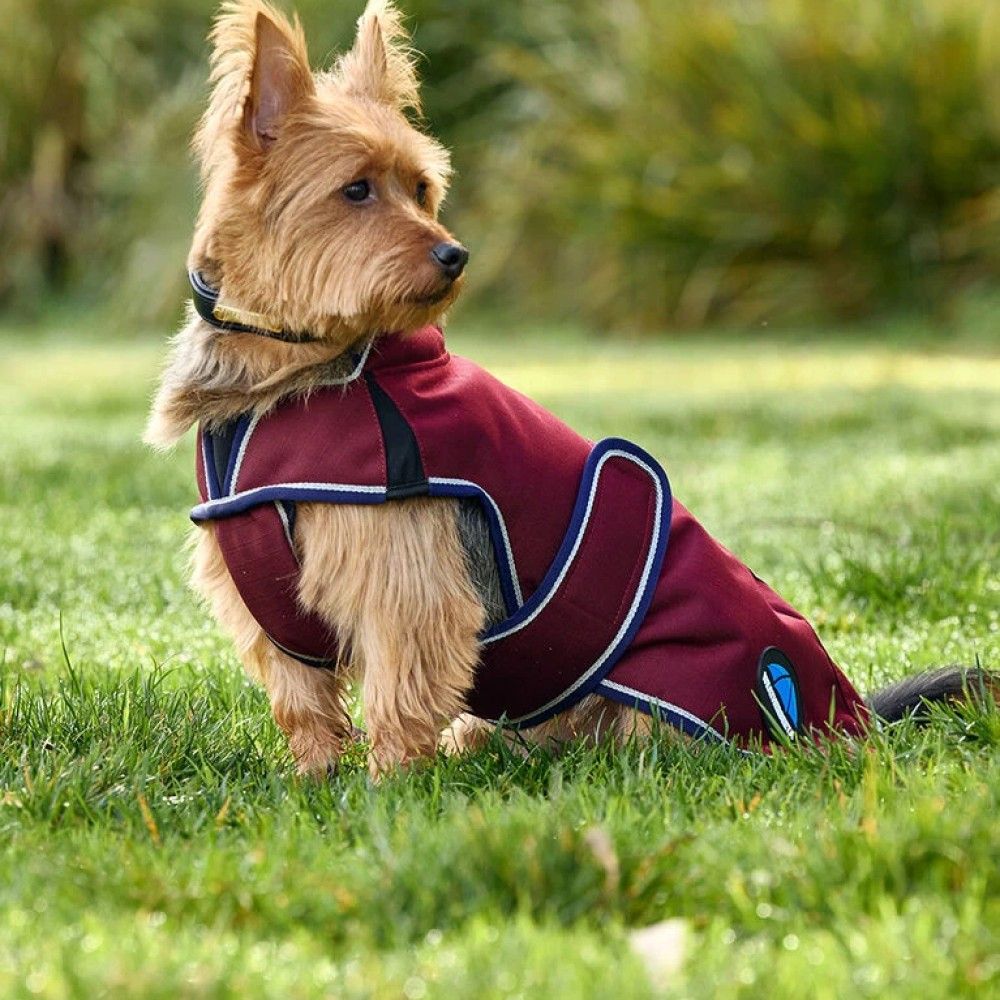 Weatherbeeta, Burgundy/Navy ComFiTec Premier Deluxe Waterproof Dog Coat