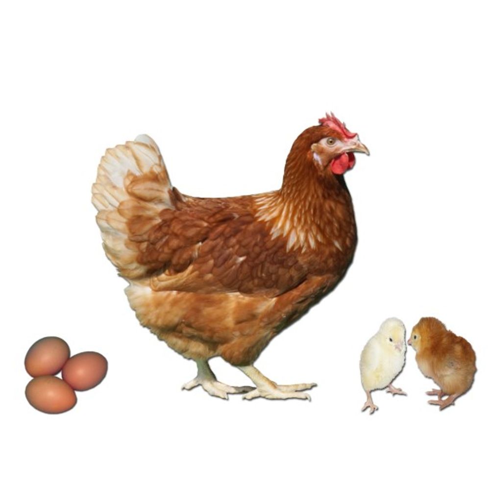Gold Sex Link Pullet