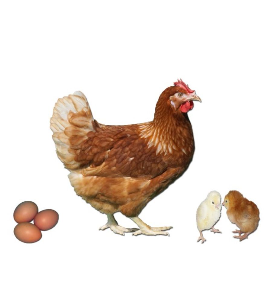 Gold Sex Link Pullet