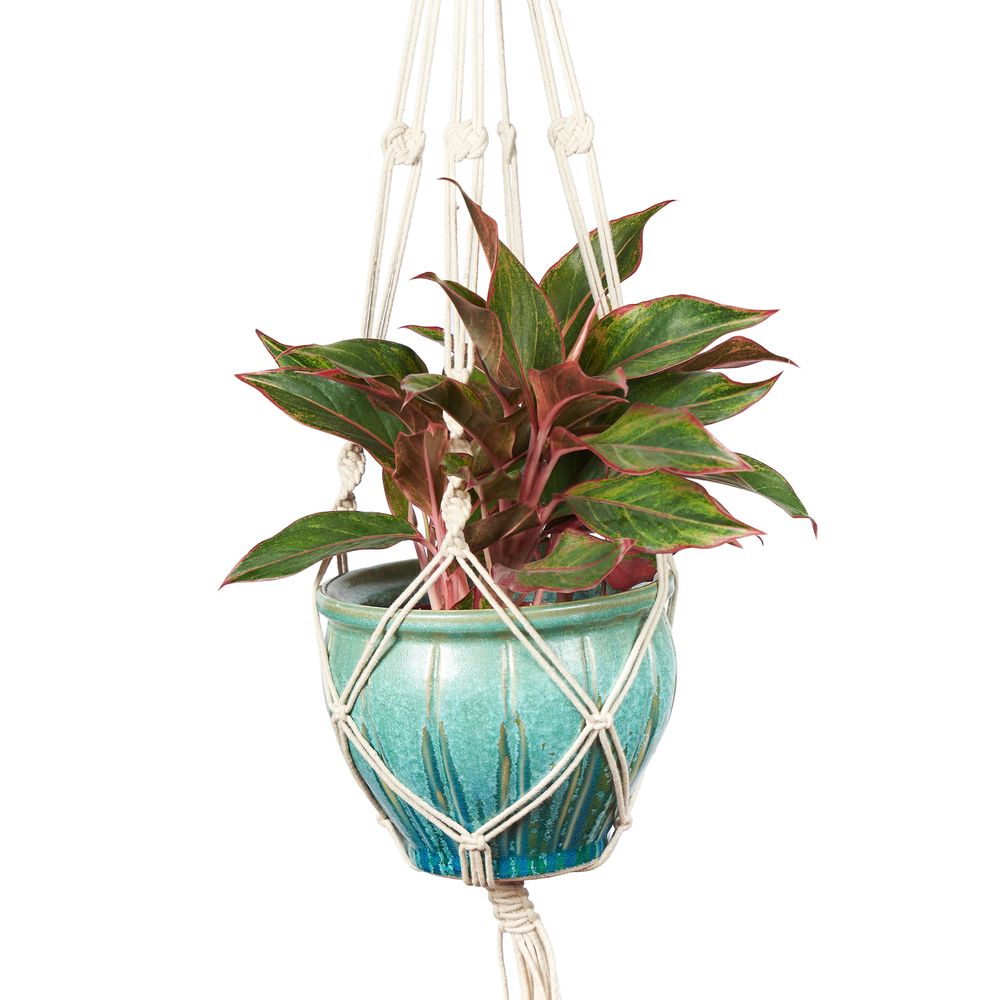Primitive Planters Plain Cord Cotton Hanger-42 in