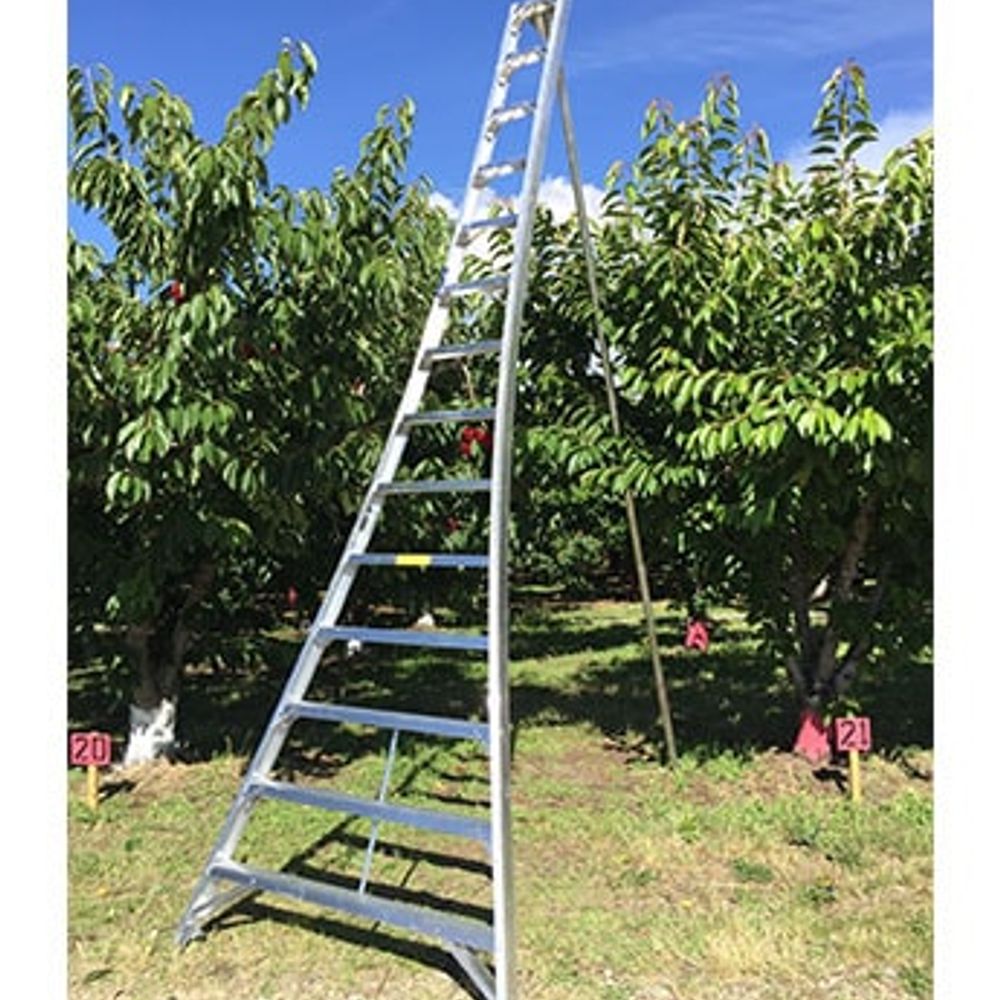 Ladder King, 16' Aluminum Orchard Ladder
